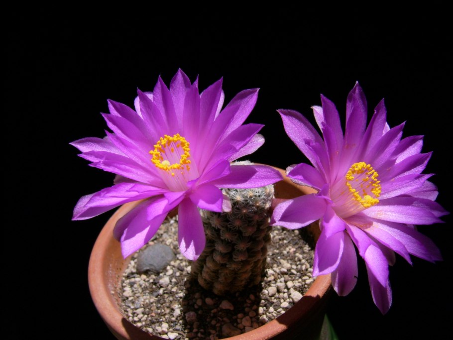 Mammillaria theresae p 370