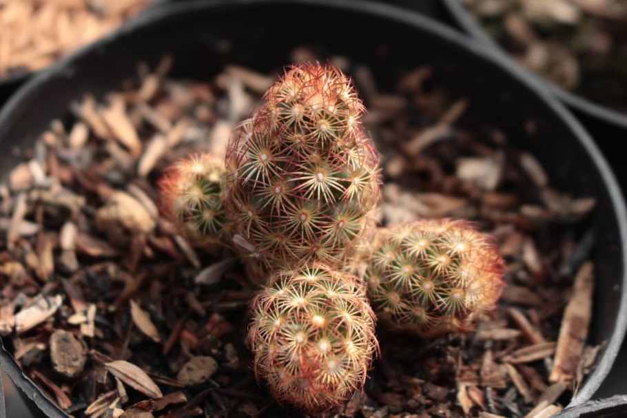 Маммиллярия бокасанская