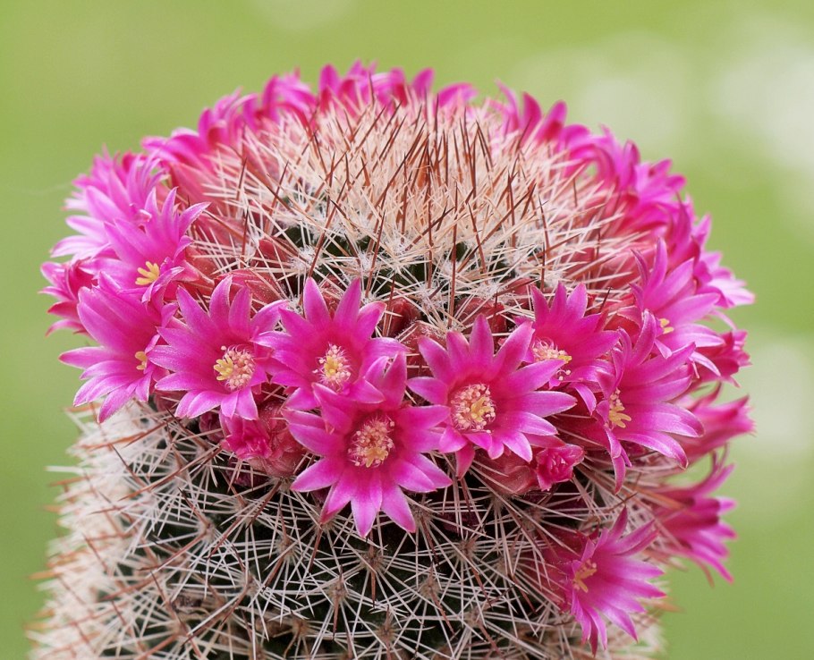 Маммиллярия Тереза Mammillaria theresae
