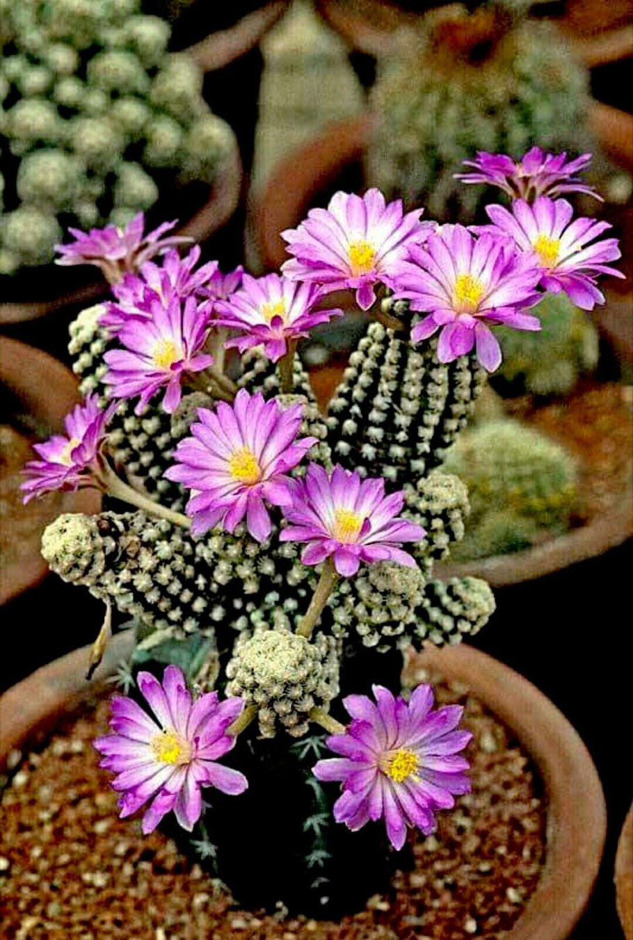 Mammillaria haageana variations