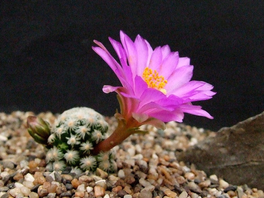 Mammillaria theresae MK 173.486