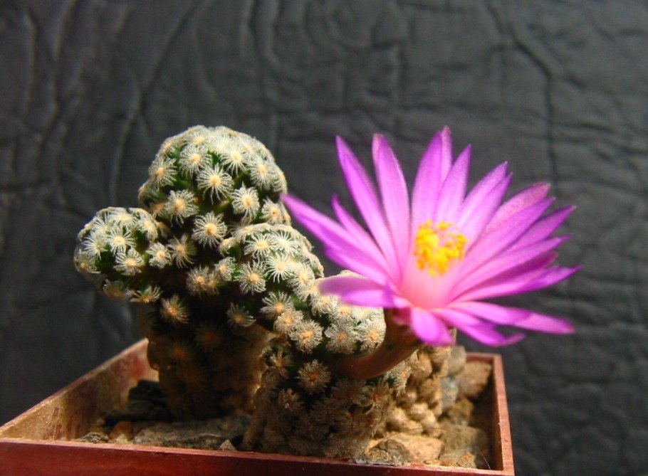 Mammillaria theresae