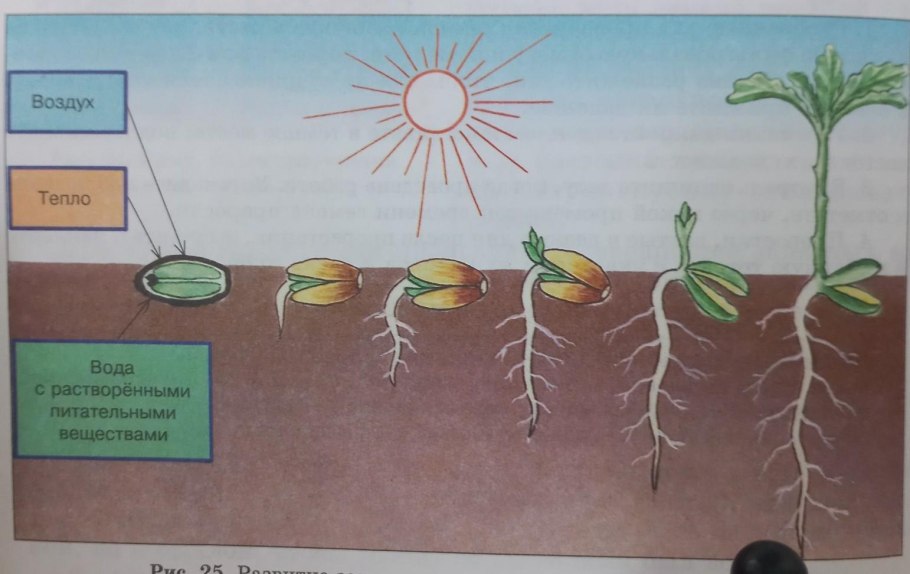 Стебель пасленовых