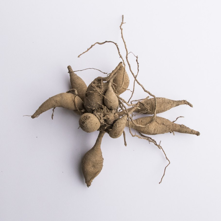 Манго индийское корневая система