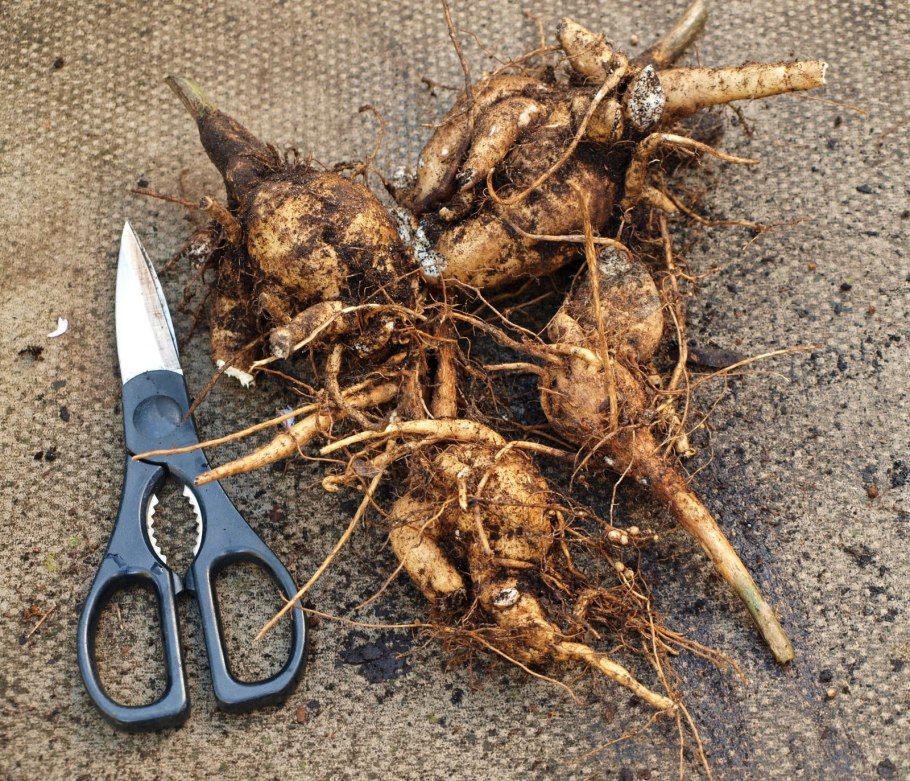 Метаморфозы подземных побегов столон