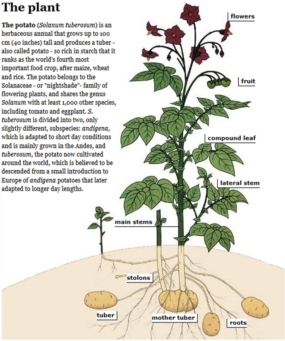 Георгины корнеклубни