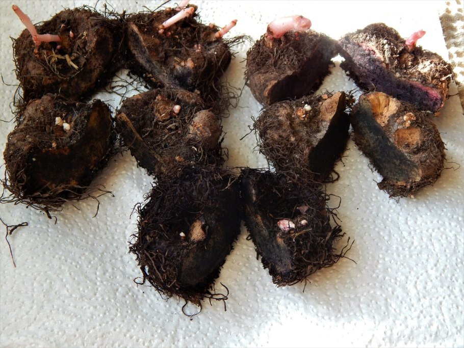 Георгины клубневые