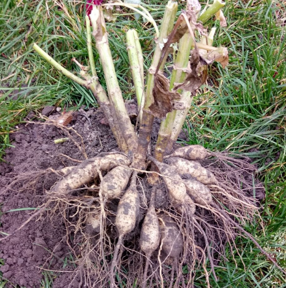 Корни пионов осенью