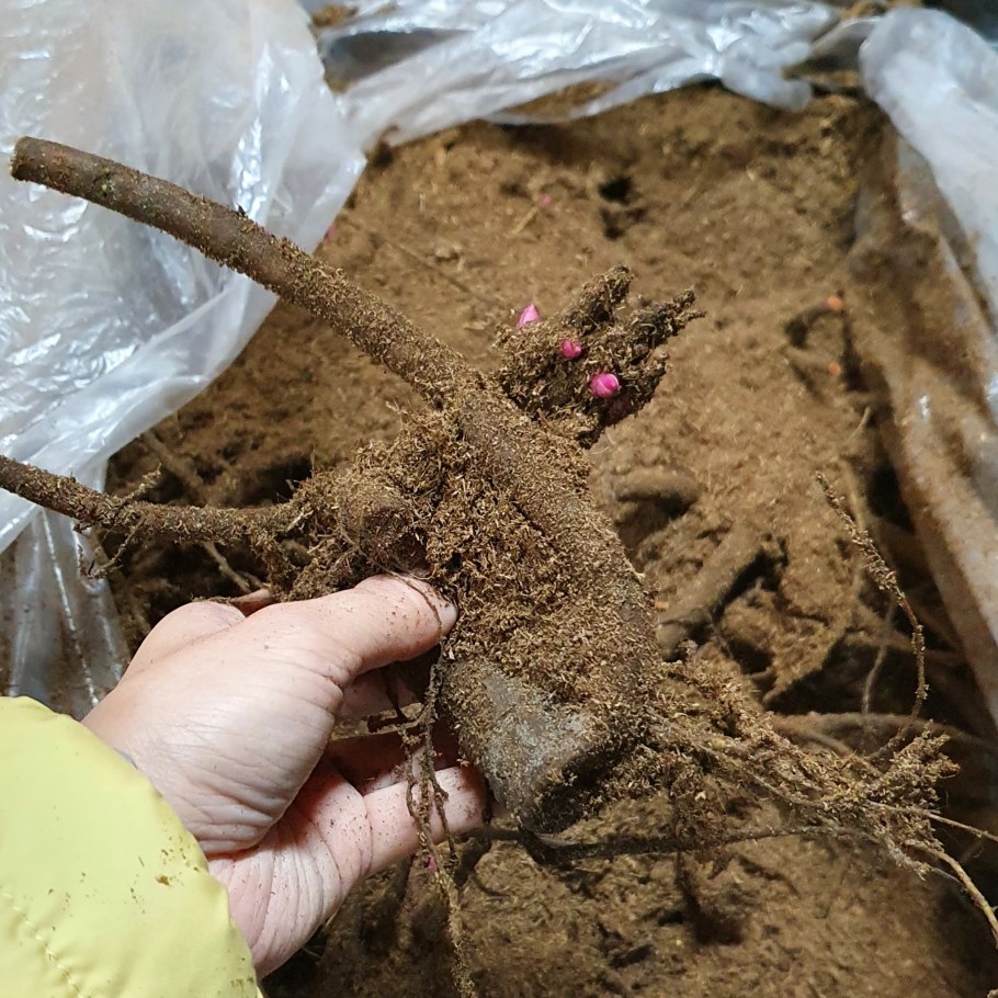 Видоизменения стебля луковица