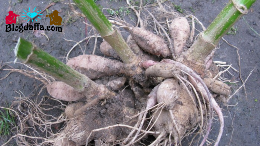 Бесполое размножение земляники