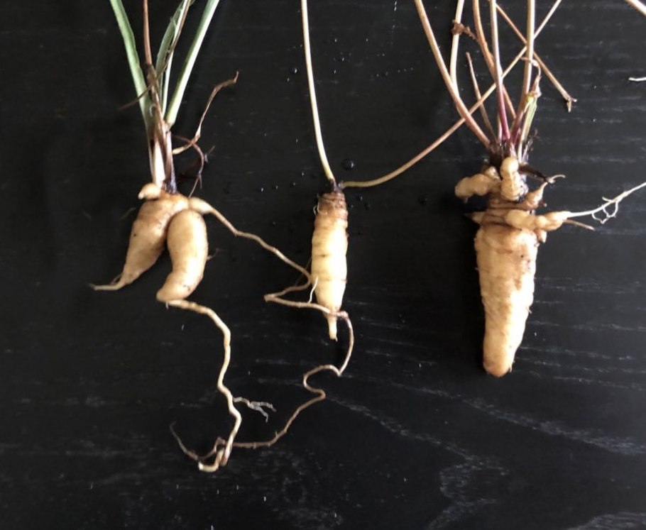 Кала цветок корневая система