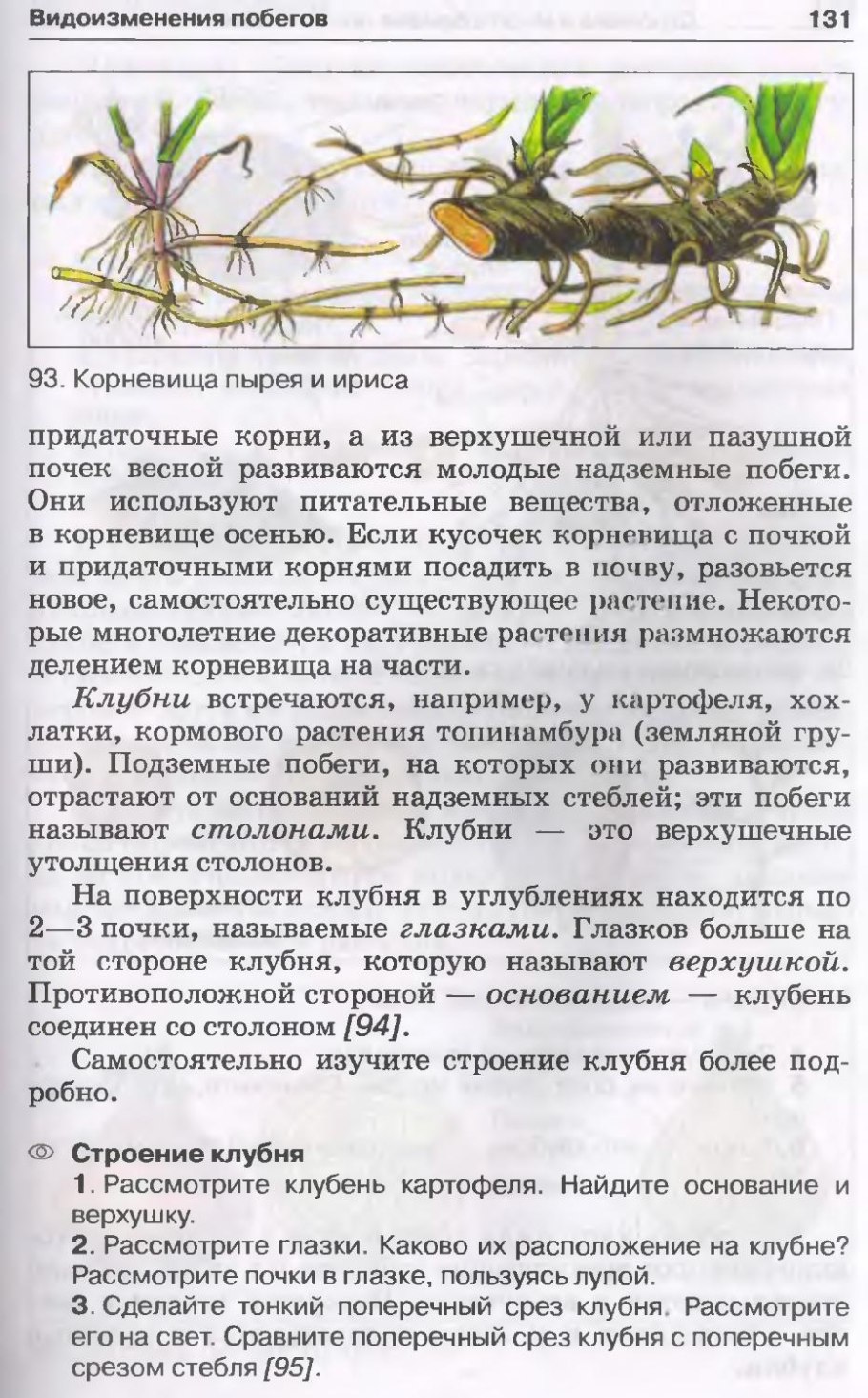 Черенкование растений