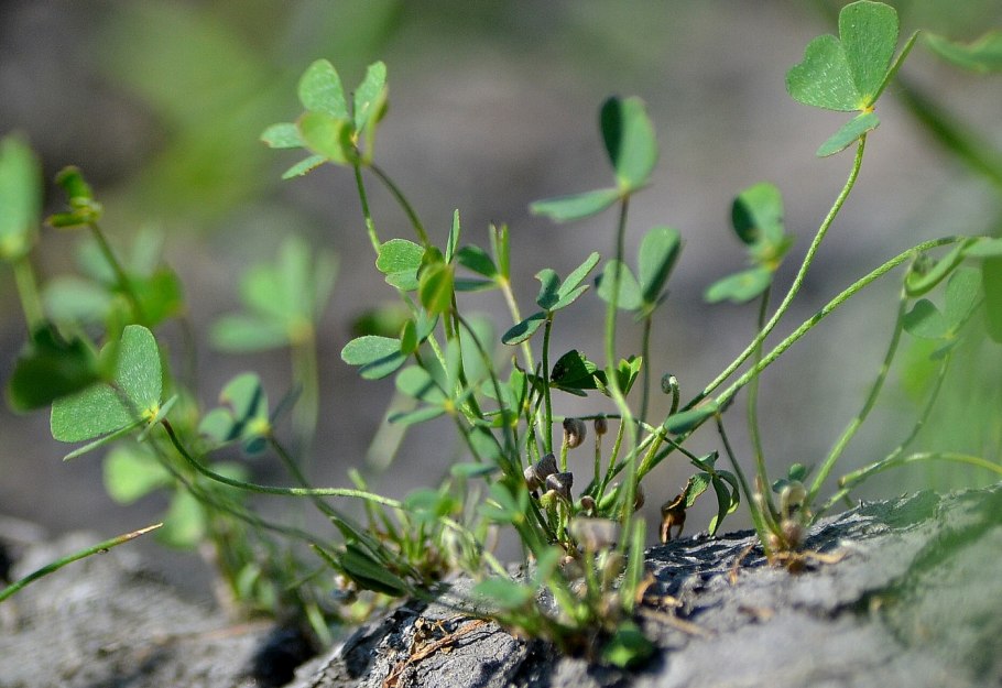 Марсилия Египетская –Marsilea aegyptiaca Willd.
