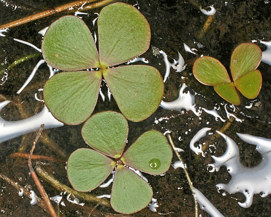 Марсилея Египетская — Marsilea aegyptiaca