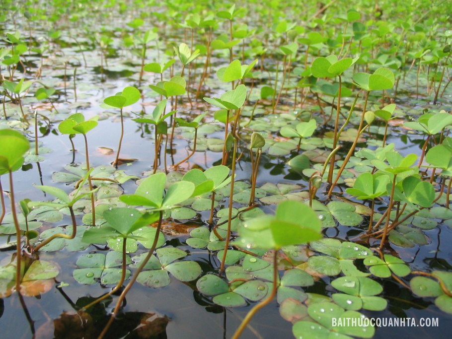 Марсилия четырёхлистная