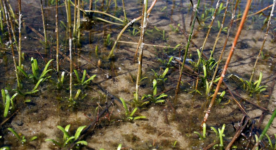 Лобелия вздутая