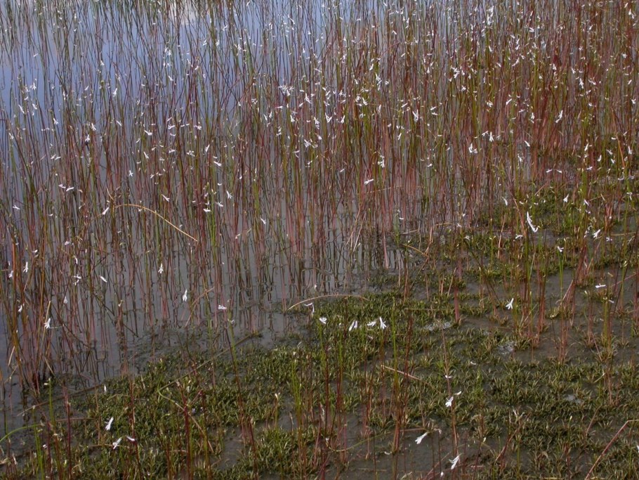 Ботанические заказники лобелия Дортмана