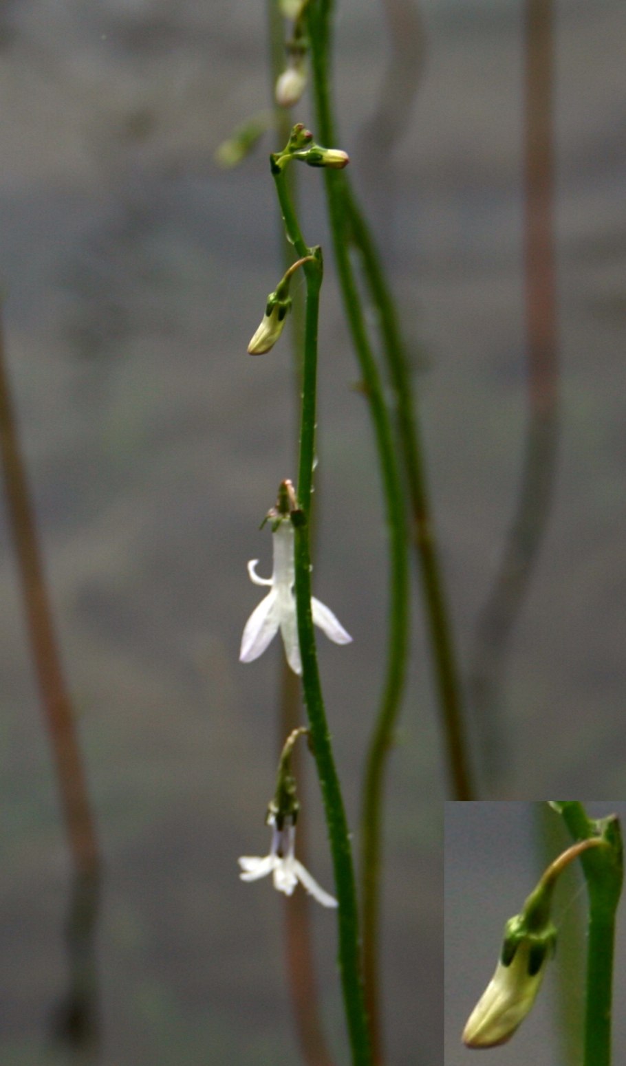 Черная лобелия аниме
