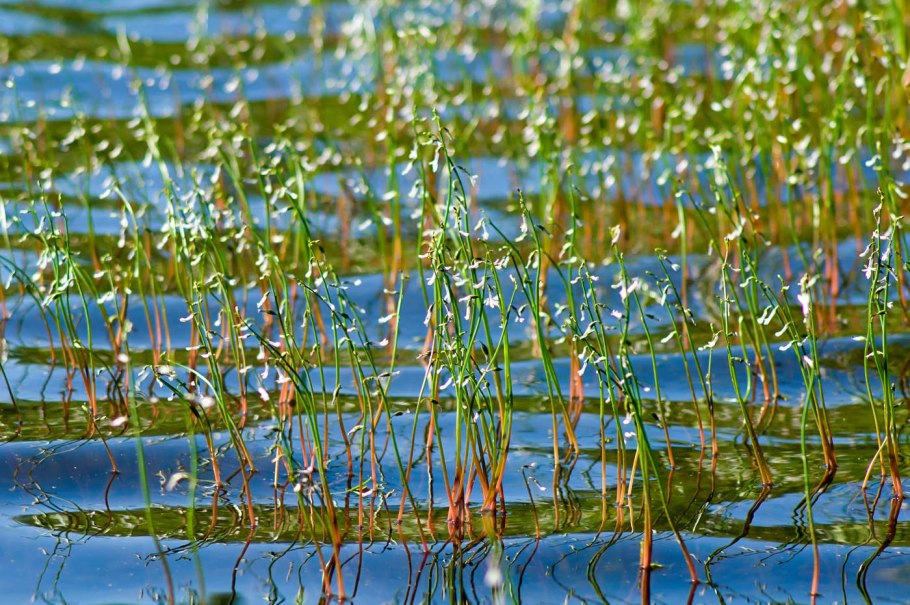 Лобелия Дортманна