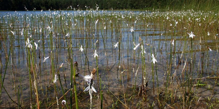 Лобелия Дортманна фото