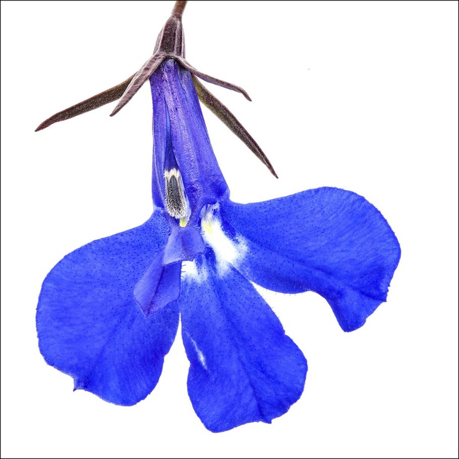 Лобелия одутлая