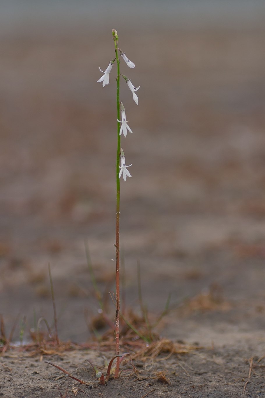 Лобелия Дортмана (Lobelia dortmanna)