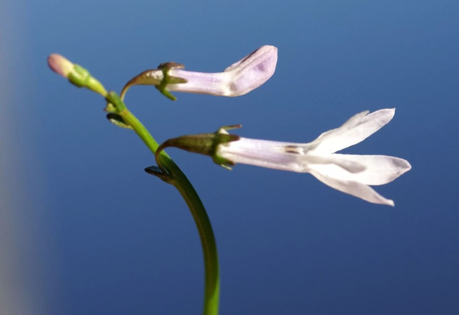 Лобелия Дортмана (Lobelia dortmanna)