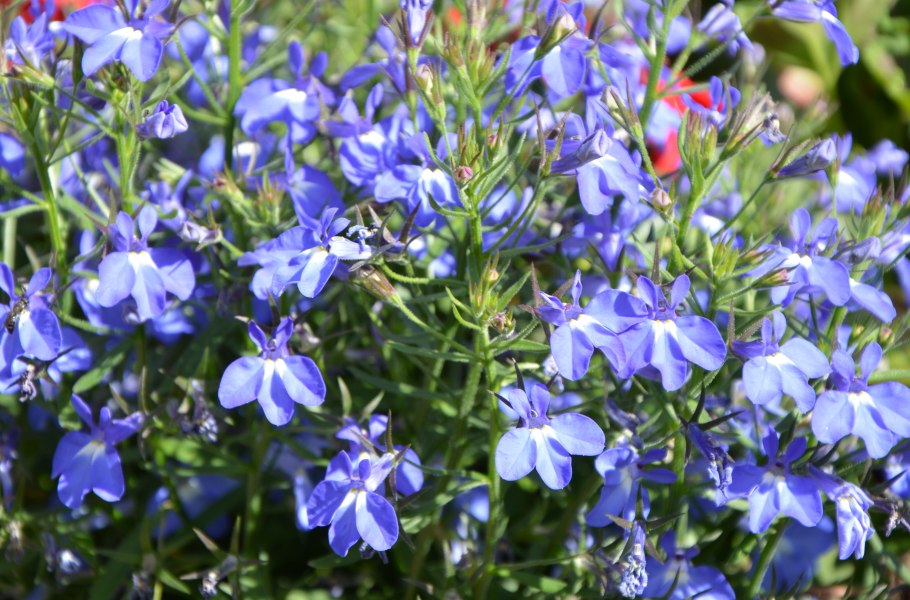 Лобелия Герарди