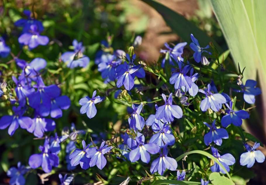 Лобелия одутлая