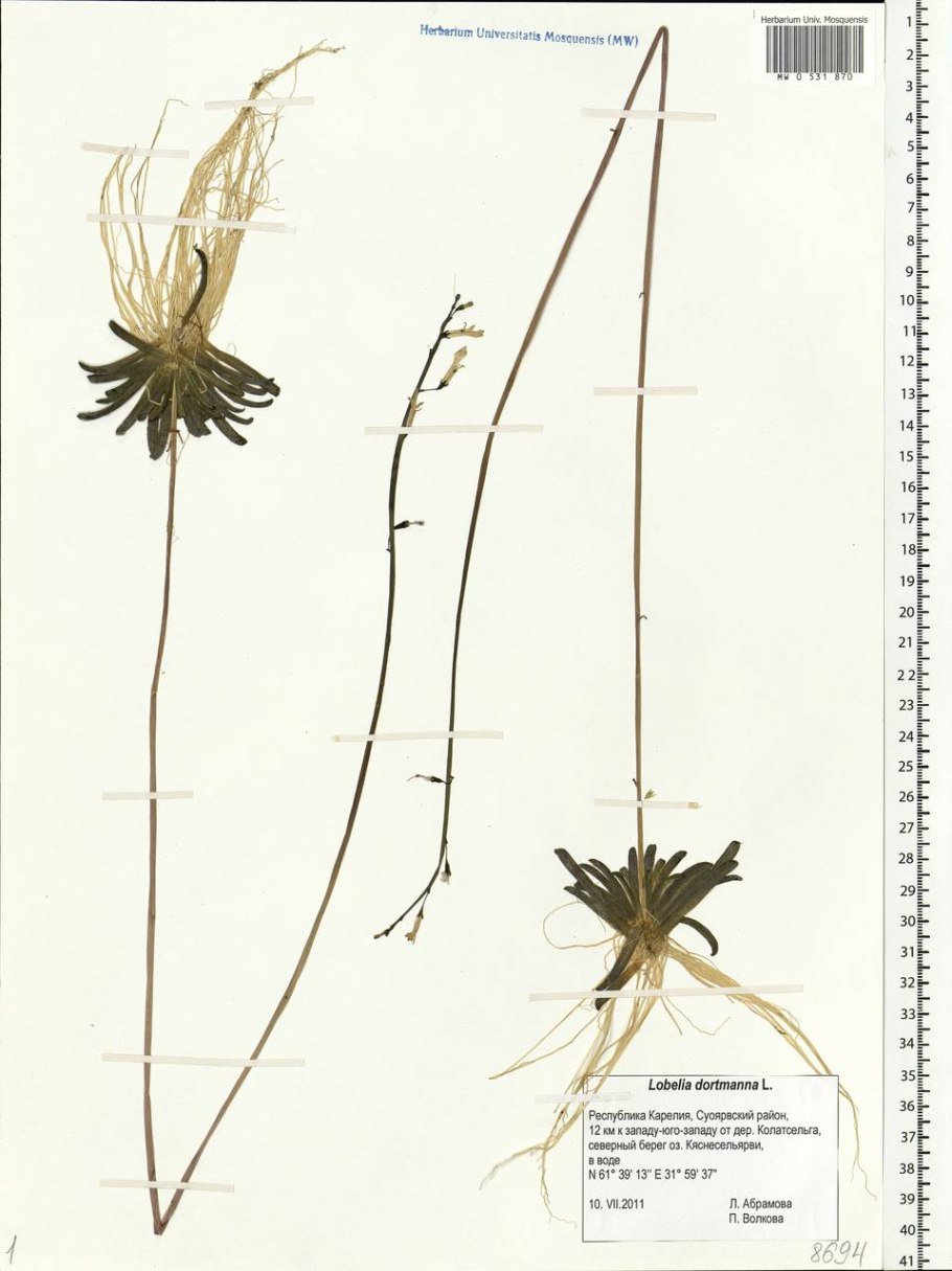 Лобелия вздутая