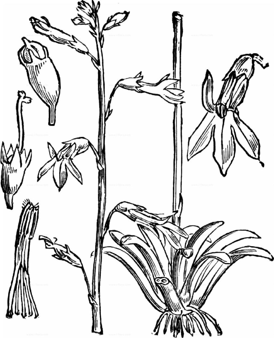 Лобелия Дортманна фото