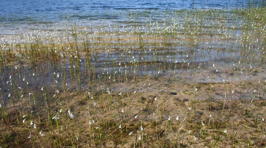 Лобелия Дортмана Карелия