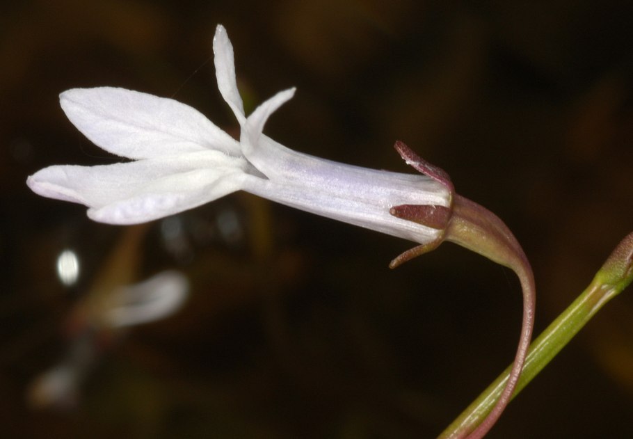 Lobelia dortmanna
