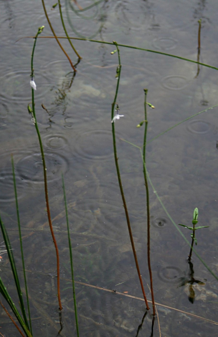 Лобелия миссис Клибран