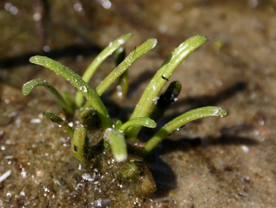 Лобелия одутловатая Lobelia inflata l., Lobeliaceae (трава)гора