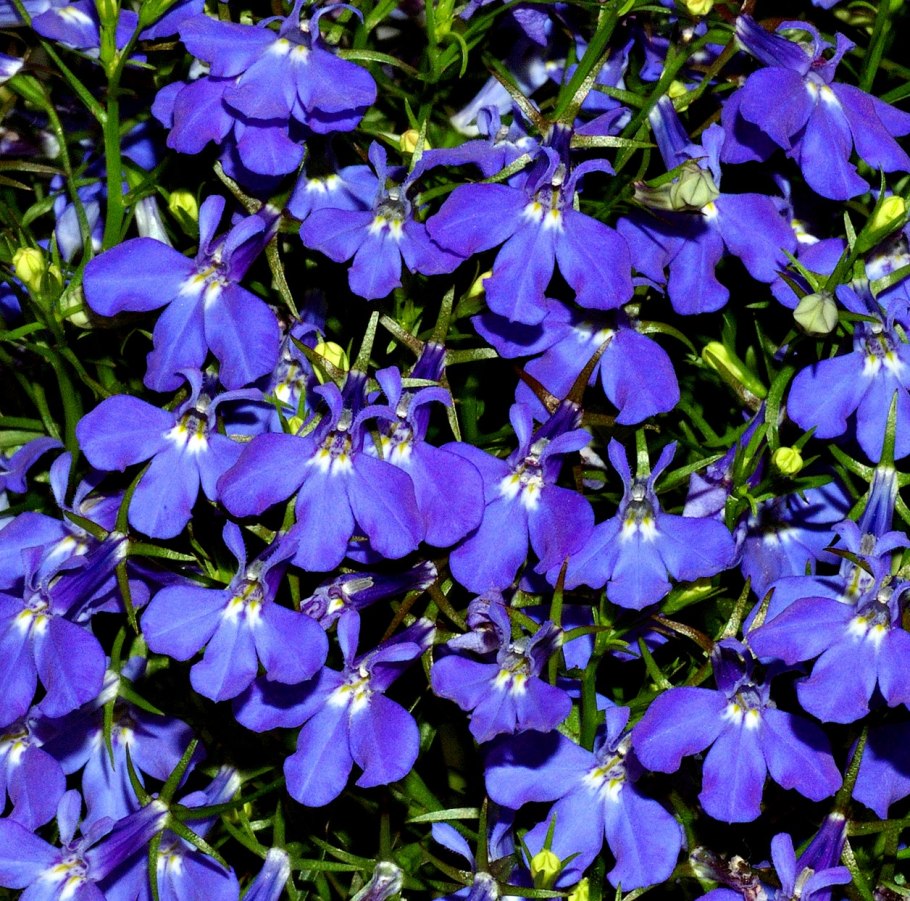 Лобелия Дортмана стих