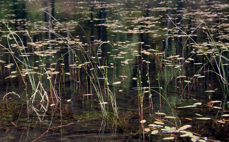 Лобелия sessilifolia