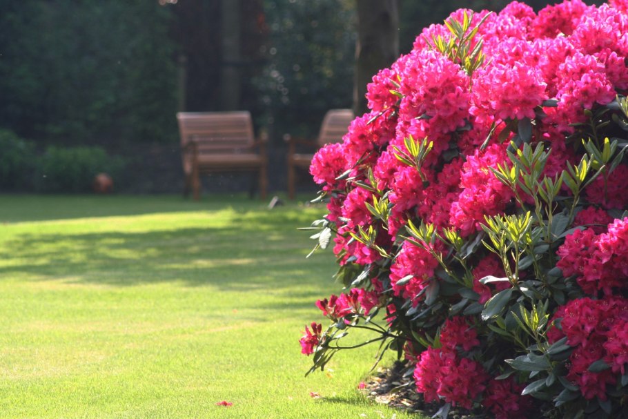 Рододендрон Nova Zembla