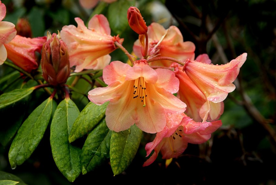 Рододендрон цветок