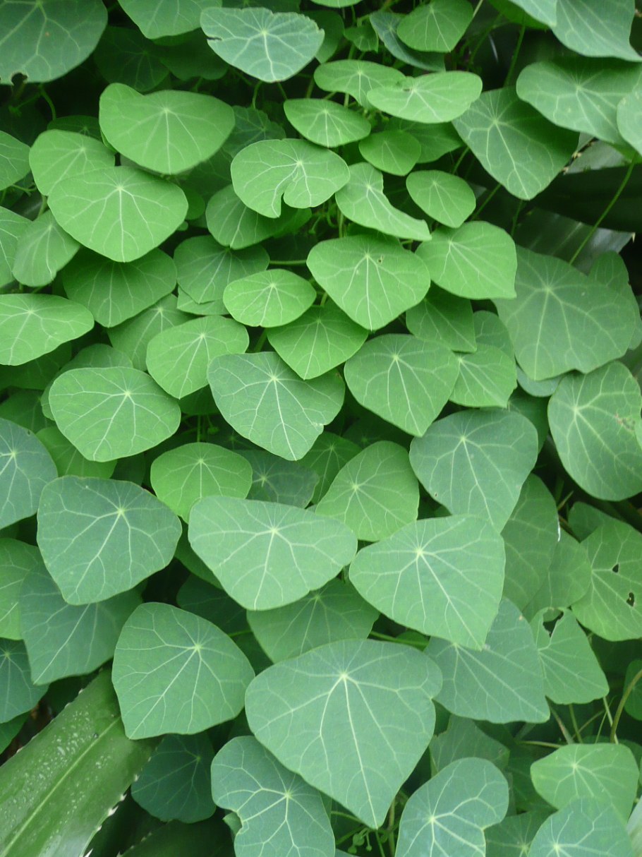 Stephania glabra