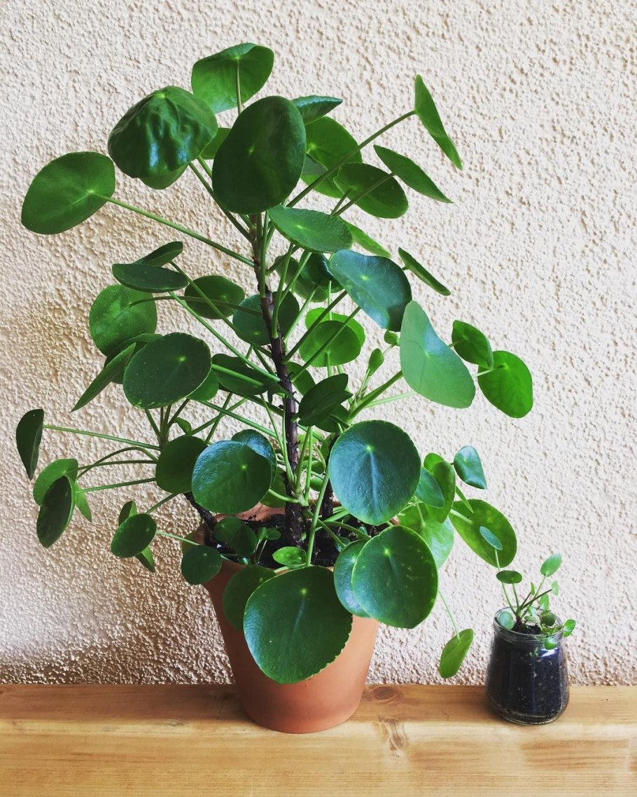 Morning Glory трава