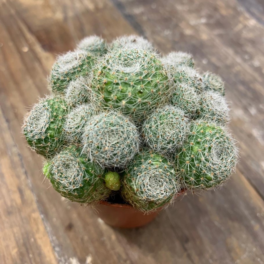 Stephania glabra