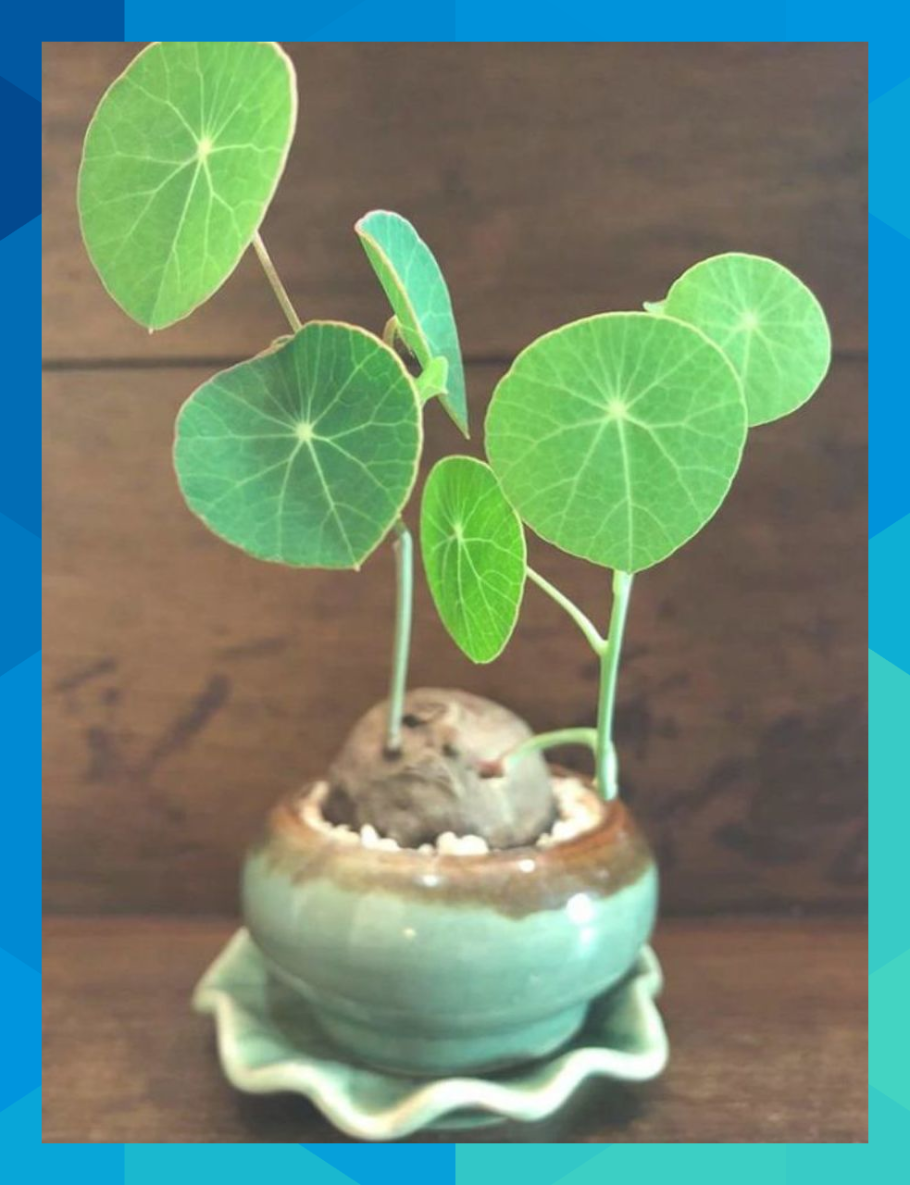 Stephania yunnanensis