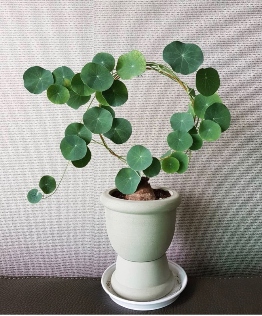 Stephania yunnanensis