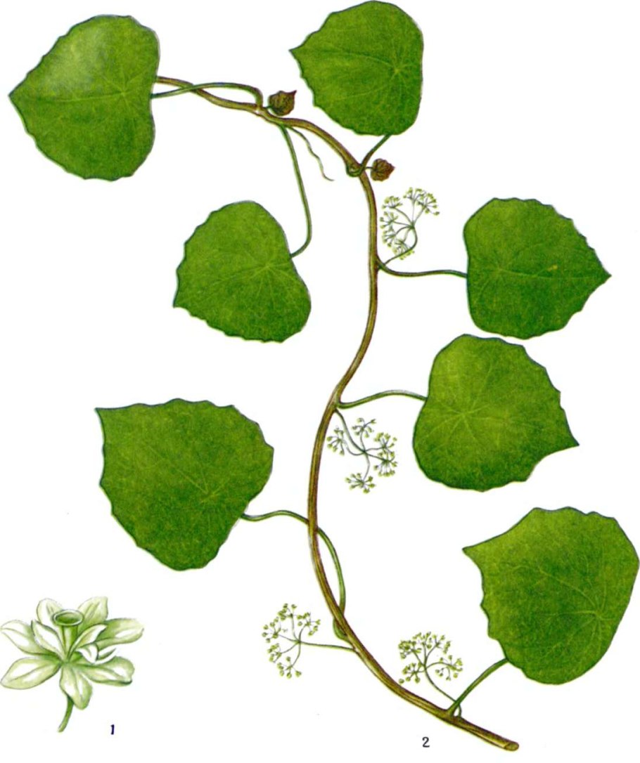 Stephania yunnanensis