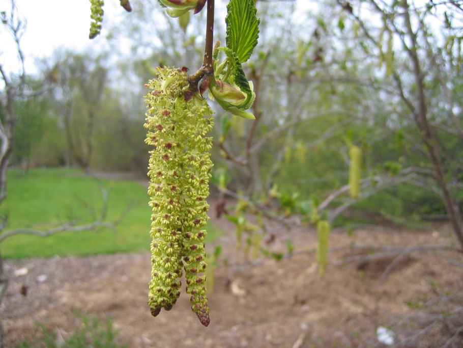 Ольха клейкая – Alnus glutinosa