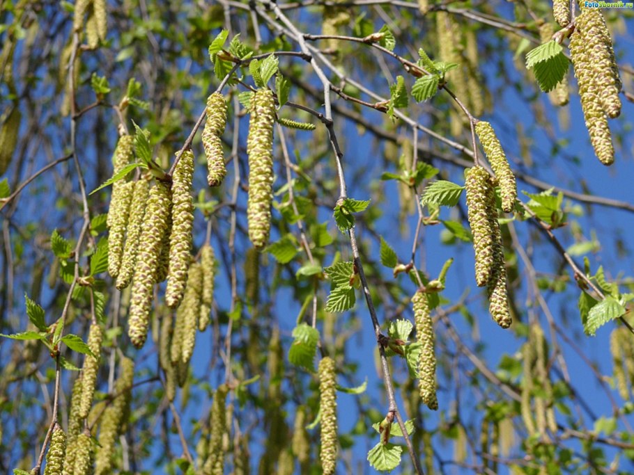 Betula pubescens листья