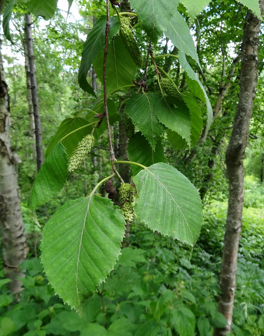 Betula ermanii плод