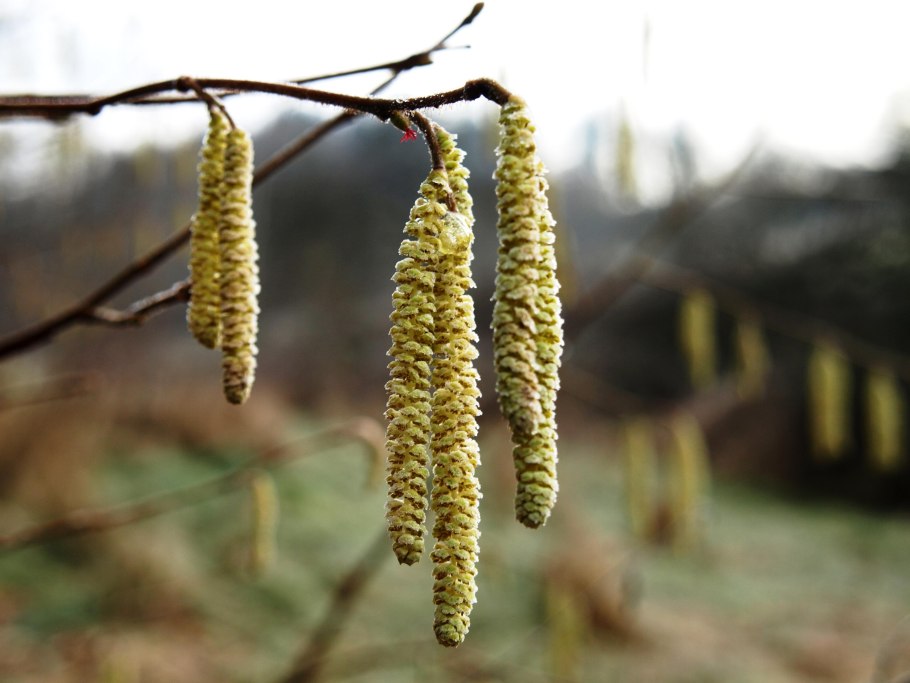 Ольха пушистая (Alnus hirsuta)