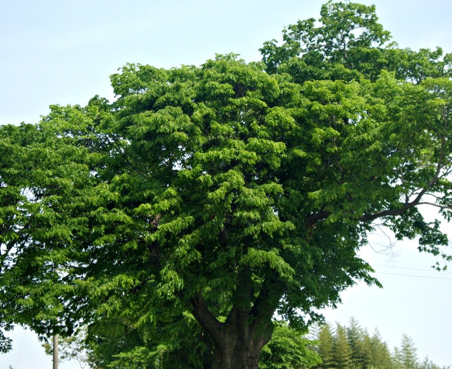 Дзельква граболистная